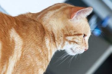 Red cat resting at home close-up of the eye