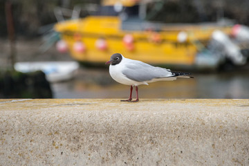Black headed gull