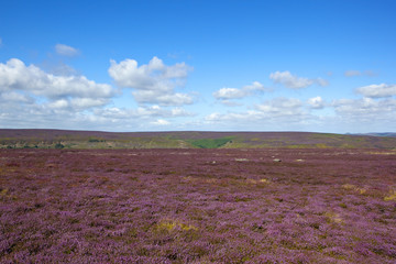 Fototapeta na wymiar purple flowering heather moorland