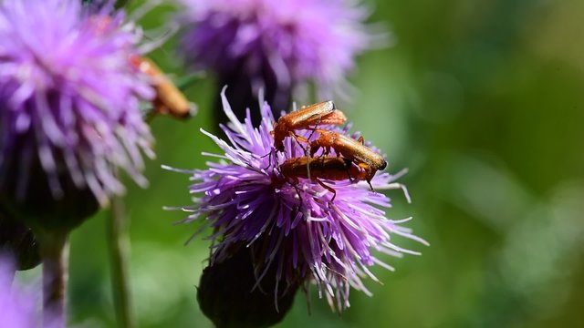 Soldier beetles (Cantharis livida) mating on a thistle flower