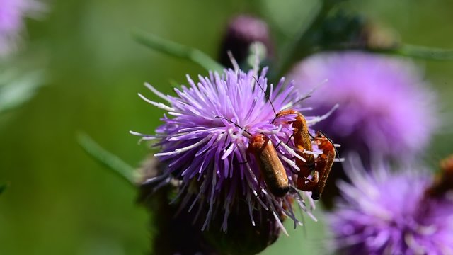 Soldier beetles (Cantharis livida) mating on a thistle flower