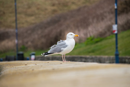 Herring Gull stading on a wall