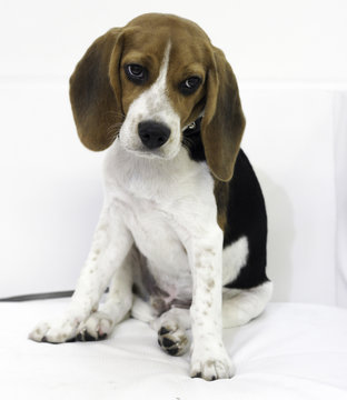 the cute beagle puppy dog