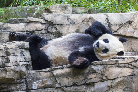 Giant panda bear napping at the National Zoo in Washington, DC.