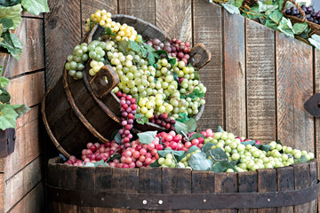 Display in a winery of red and white grapes