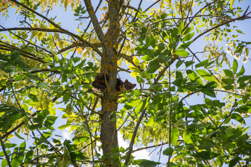Forest marten among green leaves and branches of trees