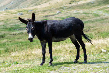 Wild black donkey in a pasture