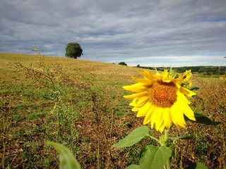 sonnenblume am Feldrand