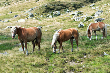 Fototapeta na wymiar Wild horses grazing on a mountainside