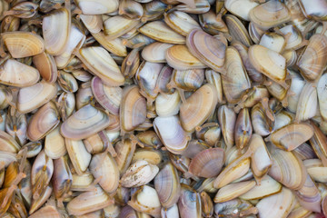 Obraz premium A lot of Wedge Shells clams after the harvest