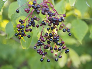 Reife Holunderbeeren - Sambucus