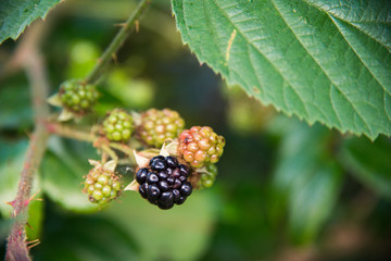 Blackberries in a garden in the UK