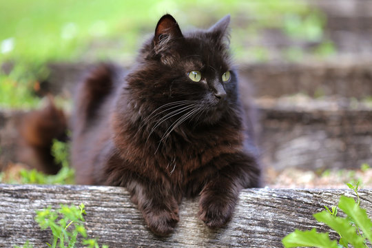 Chat