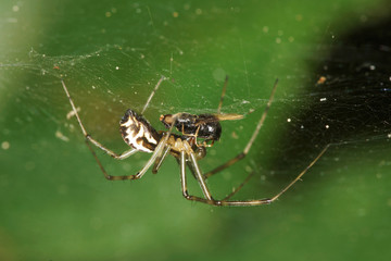 Common Hammock-weaver Spider