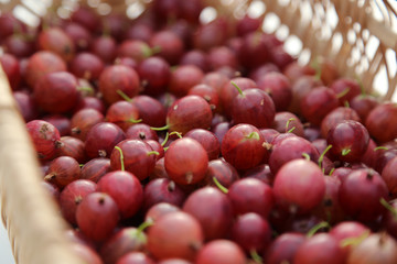 groseilles à maquereau