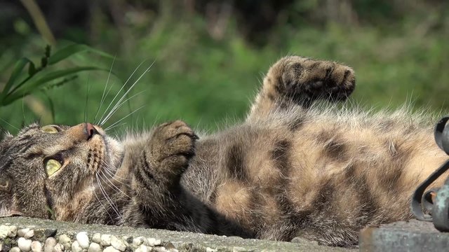 cat enjoying the summer