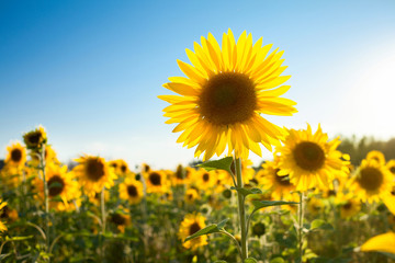 beautiful landscape of blooming sunflower field