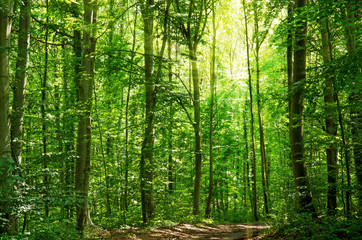 Obraz premium Rheinauen bei Burkheim, Auwald