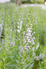 White purple fireweed flower on a background of green grass