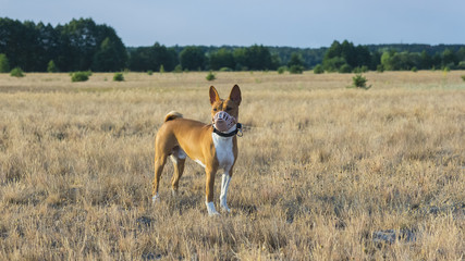 Naklejka na ściany i meble Coursing. Basenji dog in a field in a muzzle for coursing.