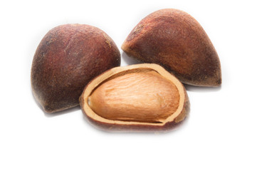 cedar nuts