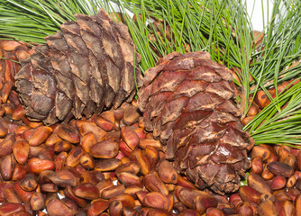cedar nuts