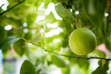 Lime fruit, Lime green tree