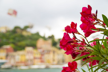 Fototapeta na wymiar Beautiful outdoor red flowers on Italian coast