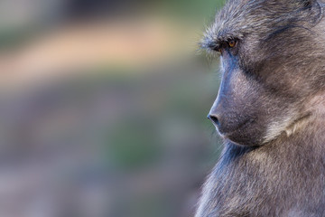 Chacma baboon closeup