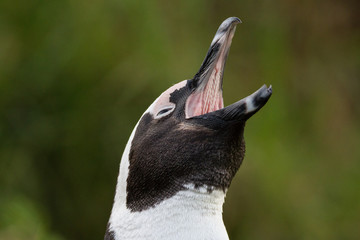 Fototapeta premium African penguin calling