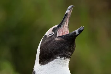 Printed kitchen splashbacks Penguin African penguin calling