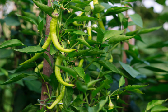 Fresh green chili pappers in the garden