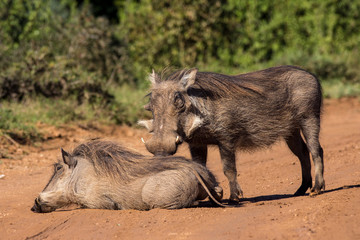 Warthog couple
