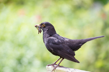 Drossel bringt Futter zum Nest