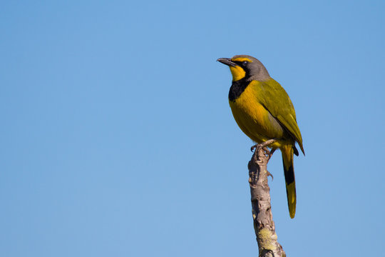 Bokmakierie On Perch