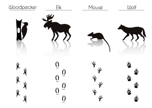 Set of Black Forest Animals and Birds Silhouettes