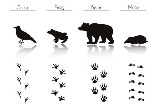 Set of Black Forest Animals and Birds Silhouettes