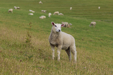 Fototapeta premium Schaf steht schräg am Hang