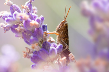 Grasshopper on Lavender