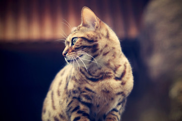 Bengal Cat from the profile