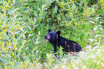 Fototapeta premium Black bear