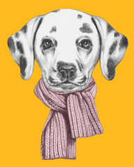 Portrait of Dalmatian with scarf. Hand drawn illustration.
