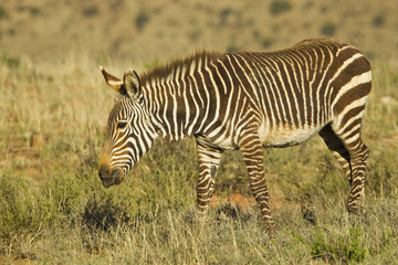 Fototapeta na wymiar Mountain zebra walking and chewing grass