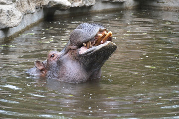 hippopotame  dans l'eau