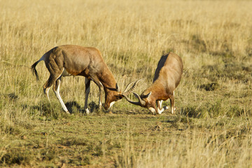 Red Hartebeest sparing