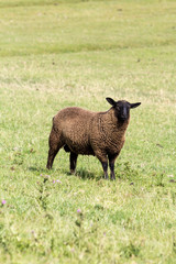 Fototapeta premium schwarzes Schaf auf dem Deich