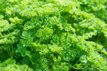 Fresh parsley leaves