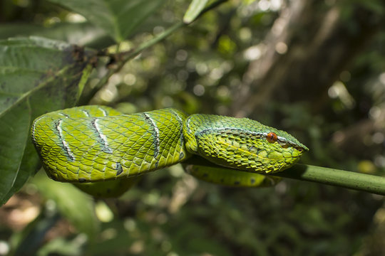 Borneo Pit Viper - green snake in tree