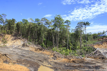 Fototapeta na wymiar Deforestation environmental destruction logging climate change