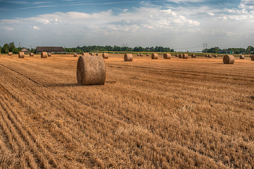 Fototapeta premium Hay bale in the field
